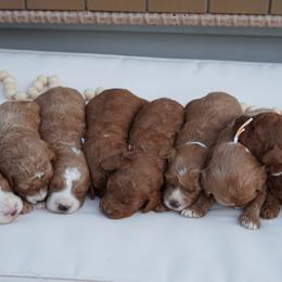 Goldendoodle Puppies from Henriquez Puppies