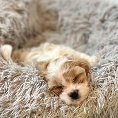 Cavachon, Cavalier King Charles Spaniel, and Cavapoo Puppies from LierChonPoo