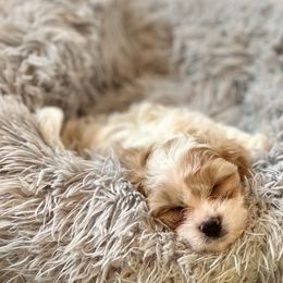 Cavachon, Cavalier King Charles Spaniel, and Cavapoo Puppies from LierChonPoo
