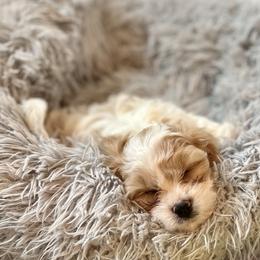 Cavachon, Cavalier King Charles Spaniel, and Cavapoo Puppies from LierChonPoo