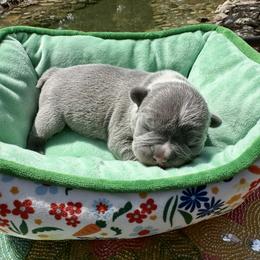 Maverick - Blue male French Bulldog puppy in Pine Township, Pennsylvania from BlueCairo Frenchies