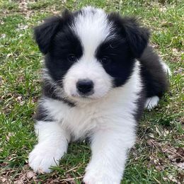 Rusty - Black and white Border Collie puppy in Ashford, Connecticut from Cross Creek