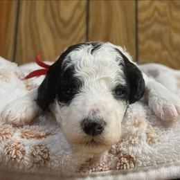 Olive - Parti female Goldendoodle puppy in Pittsburg, Texas from Grace Springs Goldendoodles