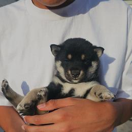 BENTLEY - Black and tan male Shiba Inu puppy in Moreno Valley, California from SoCal ShibaInu