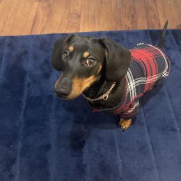 Boxer and Dachshund All Grown Up from Bella Familia Puppies