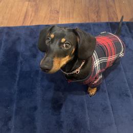 Boxer and Dachshund All Grown Up from Bella Familia Puppies