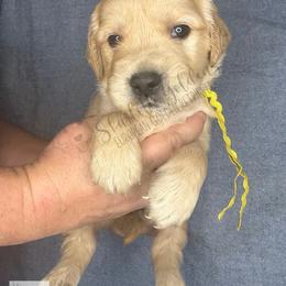 Rocket (yellow) - Golden male Golden Retriever puppy in Argyle, Texas from Skarlotte Goldens, LLC