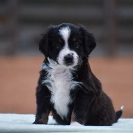 Bramble - Black tri male Miniature American Shepherd puppy in Chocowinity, North Carolina from Foxtail Hollow