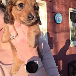 Brown girl - Chocolate and cream female Dachshund puppy in Otto, North Carolina from Windy Ridge Dachshunds