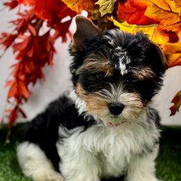 Pongo - 2150 AKC - Black tan and white male Biewer Terrier puppy in Douglas, Georgia from Heartland small breeds