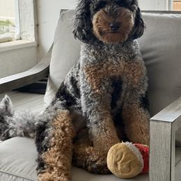 Assorted Doodle Crosses, Australian Labradoodle, Bernedoodle, Goldendoodle, and Labradoodle All Grown Up from Erica’s Doodles