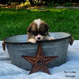 No Collar Female - Red female Pembroke Welsh Corgi puppy in Tenino, Washington from LoneStar Corgis NW