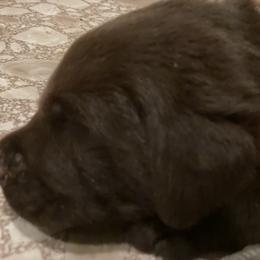 Labrador Retriever Puppies from Spellcast Labradors