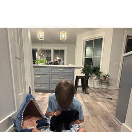 Mae bell - Black and tan female Yorkshire Terrier puppy in Jacksonville, Florida from Lisa's Yorkshire Terriers