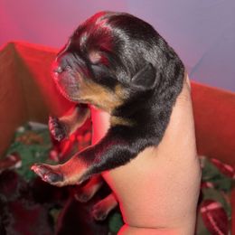 Boy 3 - Black and mahogany male Rottweiler puppy in Detroit, Michigan from Dark Storm Kennels