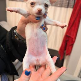 Fiona - Cream and white female Chihuahua puppy in Austin, Indiana from Dog Bones N Harmony