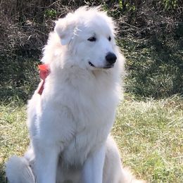 Charli - Great Pyrenees