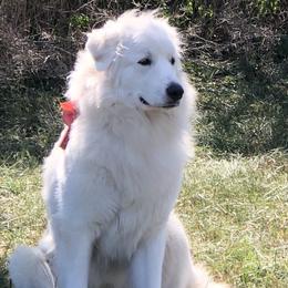 Charli - Great Pyrenees