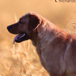 Abby - Labrador Retriever