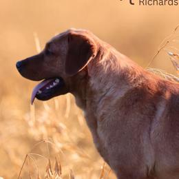 Abby - Labrador Retriever