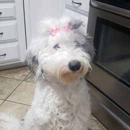Lola - Sheepadoodle