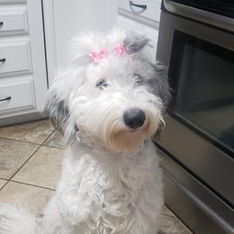 Lola - Sheepadoodle