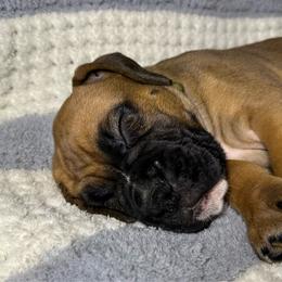 Buster - Fawn male Boxer puppy in Sugar Land, Texas from House of Onyx Boxers