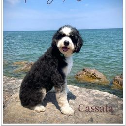 Cassata - Bernedoodle