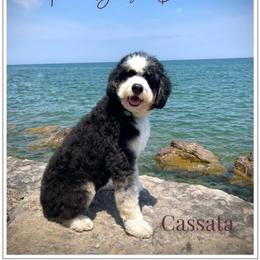 Cassata - Bernedoodle