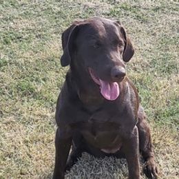 Labrador Retrievers from Mathew's Labradors