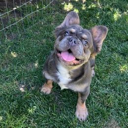 Rain (Purple Female) - Tricolors French Bulldog puppy in Burbank, California from Floofie Frenchies