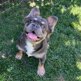 Rain (Purple Female) - Tricolors French Bulldog puppy in Burbank, California from Floofie Frenchies