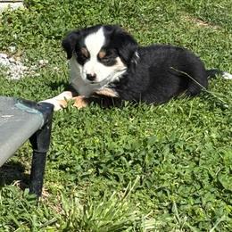 Gale - Black tri female Miniature American Shepherd puppy in Ewing, Kentucky from Bright Hope Aussies