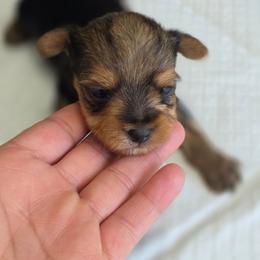 Chyna's Boy 5 - Black and tan male Yorkshire Terrier puppy in Aiken, South Carolina from Sio's Yorkies