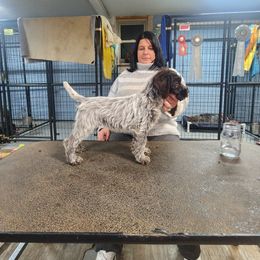 Boy 3 - male Wirehaired Pointing Griffon puppy in Clear Spring, Maryland from Moonshine's Wirehaired Pointing Griffons