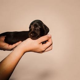 Cavapoo, Cockapoo, and Dachshund Puppies from Little Valley Puppies