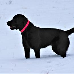 Labrador Retrievers from Bird Crazy Gun Dogs