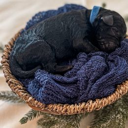 Boy 2 - Black Poodle puppy in Lake City, Florida from 224 Doodles and Poodles