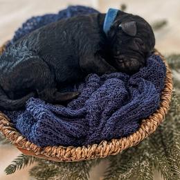 Boy 2 - Black Poodle puppy in Lake City, Florida from 224 Doodles and Poodles