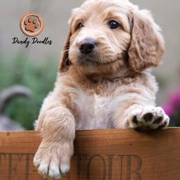 Goldendoodle Puppies from Dandy Doodles