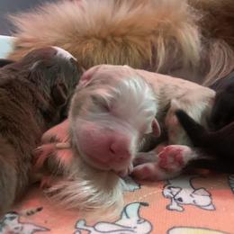 Red Merle Boy - Red merle male Miniature American Shepherd puppy in Meadows Of Dan, Virginia from Nashira