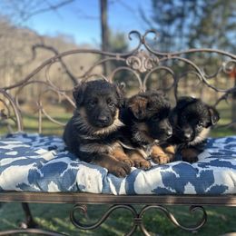 German Shepherd Puppies from Golden Ridge