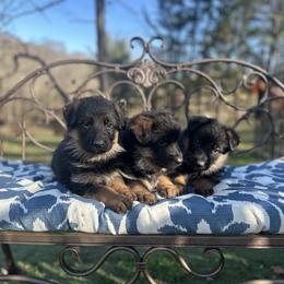 German Shepherd Puppies from Golden Ridge