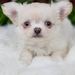 Snowball - Red and white male Chihuahua puppy in Barnesville, Pennsylvania from Dachsy