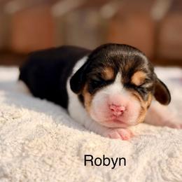 Robyn - Black tan and white female Beagle puppy in Mansfield, Missouri from Rippee Creek Kennel
