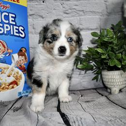 Miniature Australian Shepherd Puppies from B my Sunshines Mini Aussies