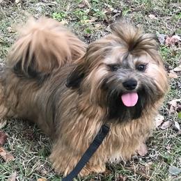 Forest - Lhasa Apso