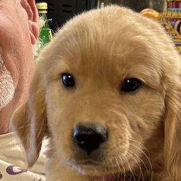 Boy 6 - Golden Retriever puppy from Nacimiento Golden Dogs