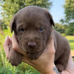 No collar girl - Chocolate female Labrador Retriever puppy in Conway, Missouri from Ozark Mountain Kennel