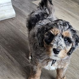Dopey - Bernedoodle puppy from Mi-De Doodles